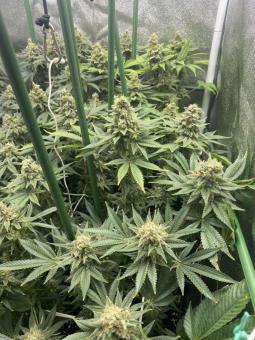 Super Mad Sky Floater - картинка 6