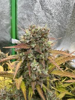 Stardawg Auto - картинка 2