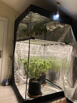 The Palmar Auto - картинка 4