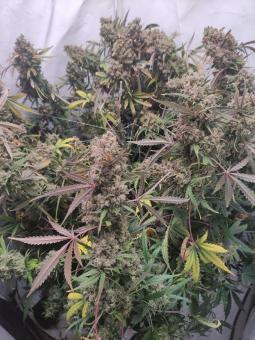 Pineapple Express Auto - картинка 5