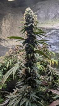 Sagrada Amnesia - картинка 9