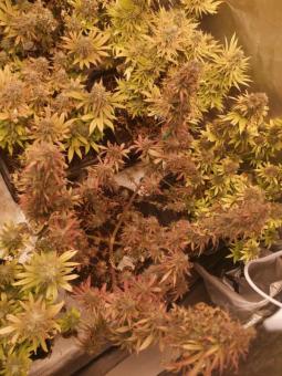 Auto Mass genetics - картинка 3