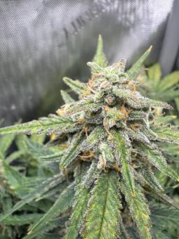 Jack Herer Auto - картинка 4