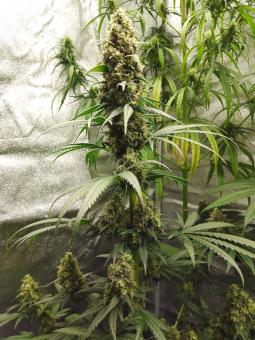 Buddha Auto Cookie - картинка 3