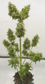 Medikit Auto - картинка 3