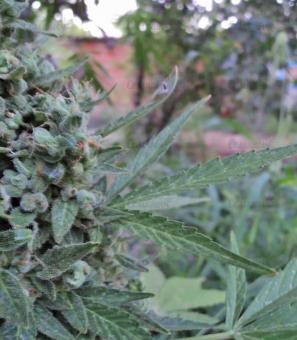 Niagara Auto - картинка 3