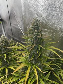 Auto Lemon Kix - картинка 3