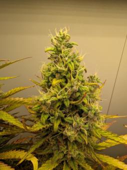 Auto Melonade Runtz - картинка 4