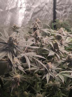 Frozen Biscotti - картинка 2