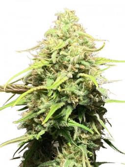 GMO - картинка 3