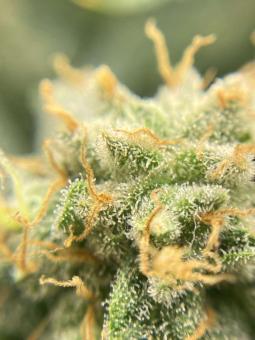 Super Mad Sky Floater - картинка 4