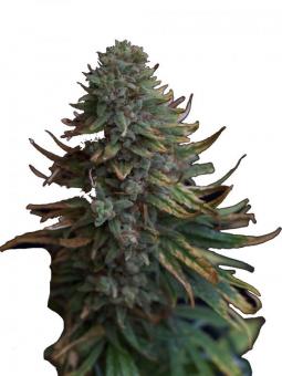 Hawaiian Snow - картинка 2