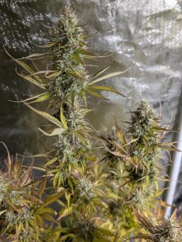 Space Cookies Auto - картинка 3