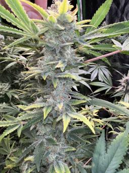 Super Silver Haze - картинка 2