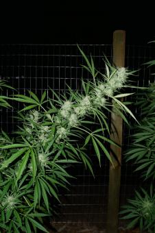 Himalaya Gold - картинка 3