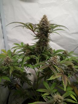 Chemical Candy - картинка 5