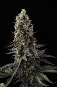 El Dorado OG - картинка 3