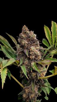 Lemonpaya - картинка 4