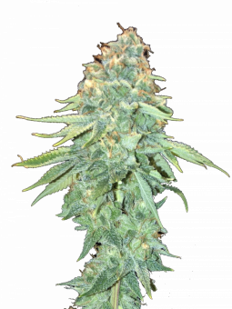 Sherbet Queen Auto - картинка 9