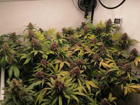 Black Cream Auto - картинка 2