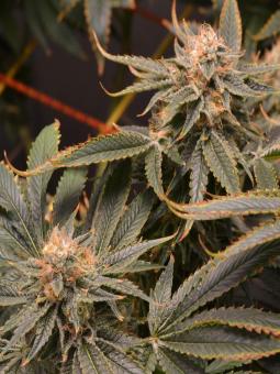 Nicole Og Kush - картинка 3