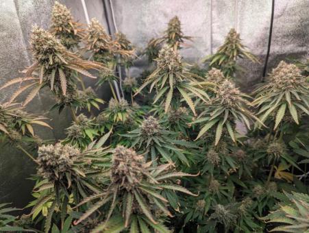 Ztrawberry - картинка 4