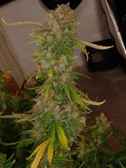 Niagara Auto - картинка 7