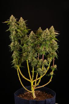 Mack & Crack Auto - картинка 7