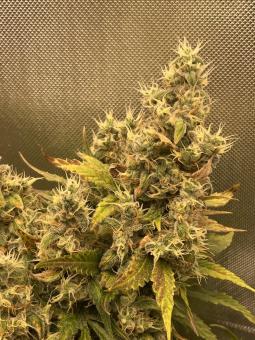 New York City - картинка 2