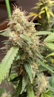 Auto Shark - картинка 2