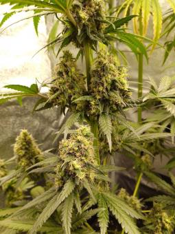 Buddha Auto Cookie - картинка 1