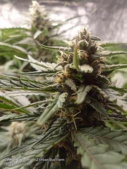 White Widow Auto - картинка 6