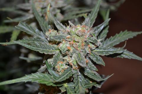 Auto Collection Pack №2 - картинка 5