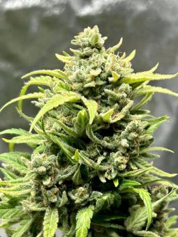 Pound Cake Auto - картинка 2