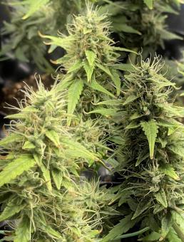 G14 Auto - картинка 5