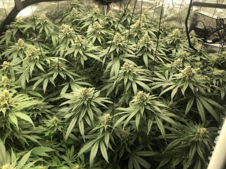 Auto White Widow - картинка 3