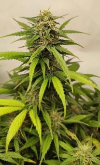 Z-Kiem - картинка 3