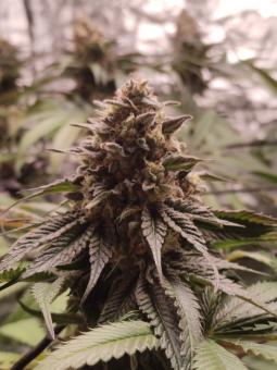 Kong's Krush - картинка 4