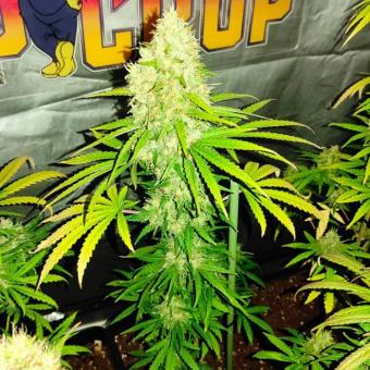 Buddha DoSi2 - картинка 2