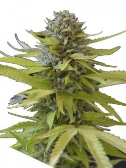 Sour Ripper - картинка 1