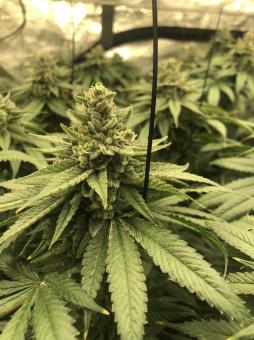 White Widow - картинка 3