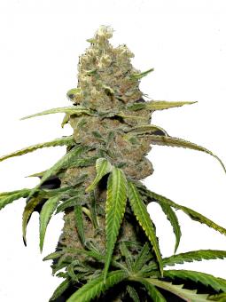 Misty Kush genetics - картинка 1