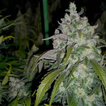 Critical Plus Fast - картинка 1