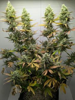 Auto Melonade Runtz - картинка 1