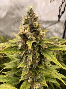 Wedding Cheesecake Auto - картинка 1