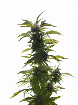 Auto AK XXL genetics - картинка 1