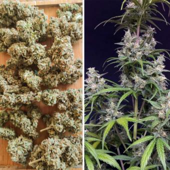 Auto Euforia - картинка 2