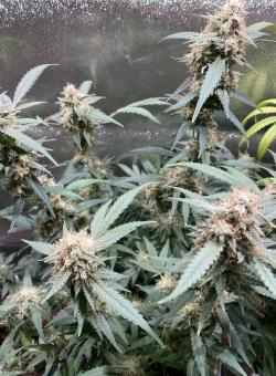 Auto Shark - картинка 3