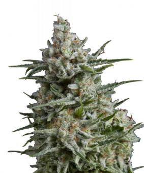 Anesthesia CBD - картинка 5