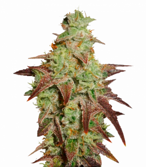 Auto Night Queen - картинка 4